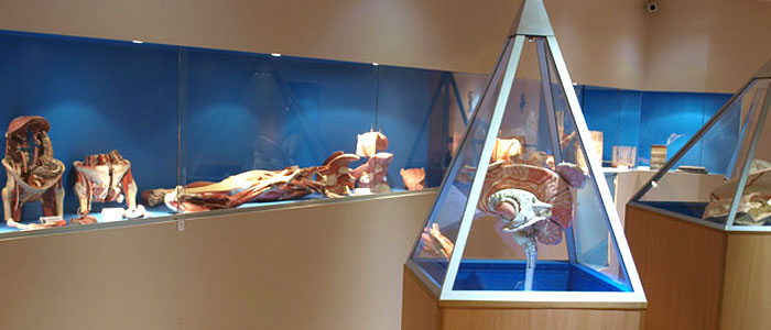 Musee d'anatomie